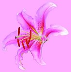 去底鲜花（高精）
