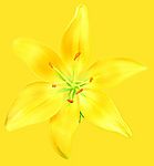去底鲜花（高精）
