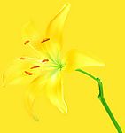 去底鲜花（高精）