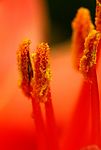花蕊