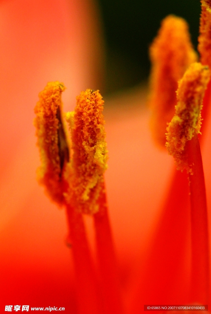 花蕊