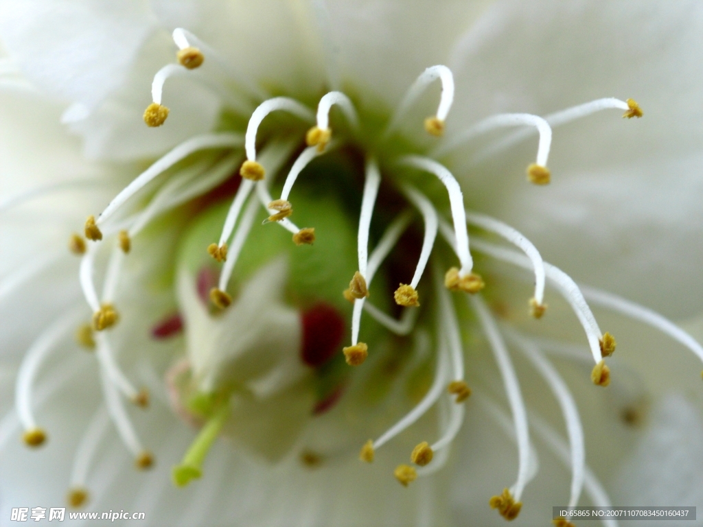 花蕊