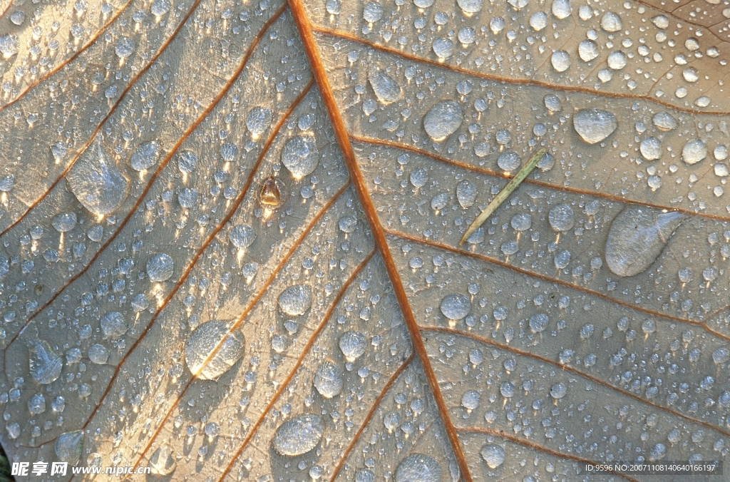 滴水领域