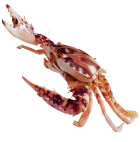 虾