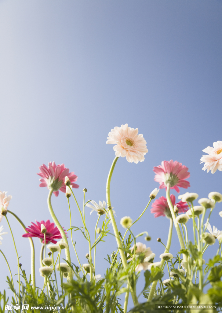 小花5