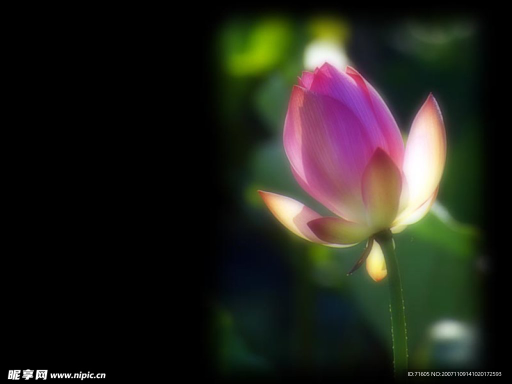 莲花