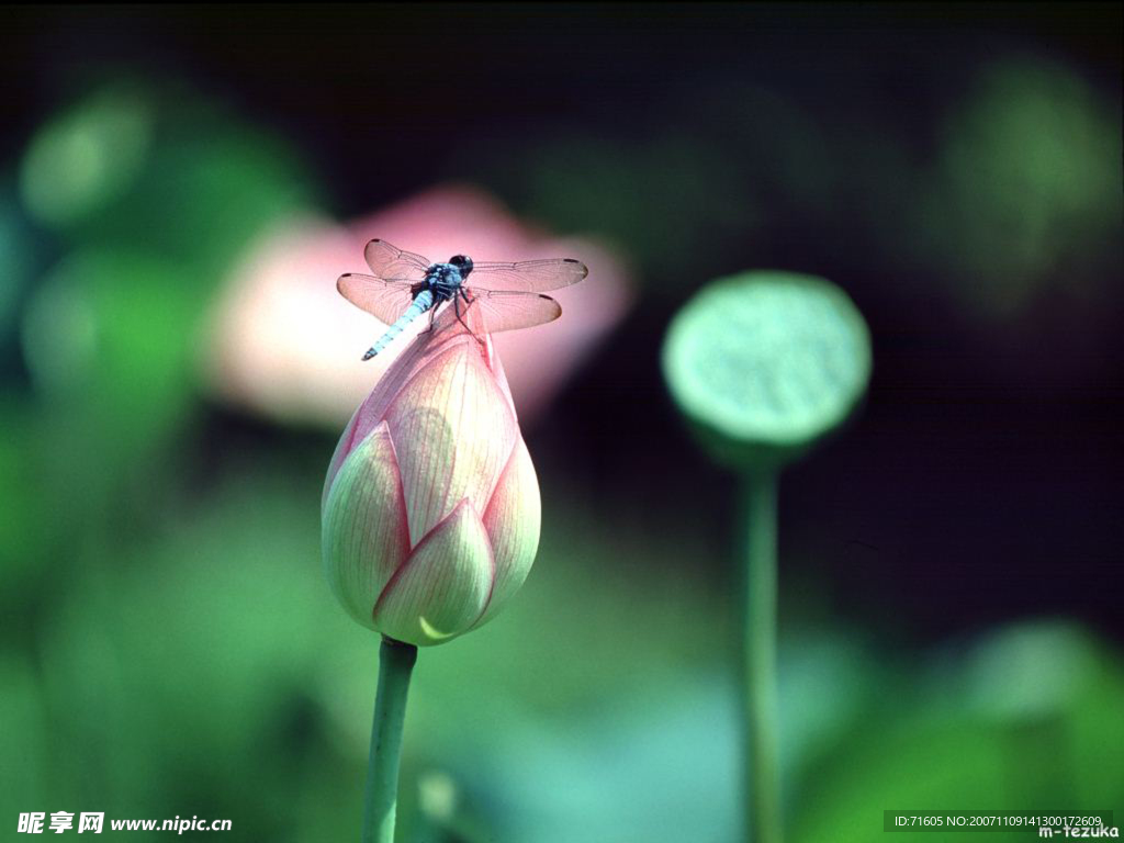 莲花
