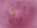 莲花