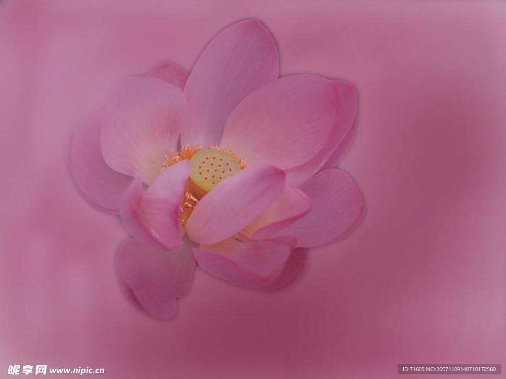 莲花