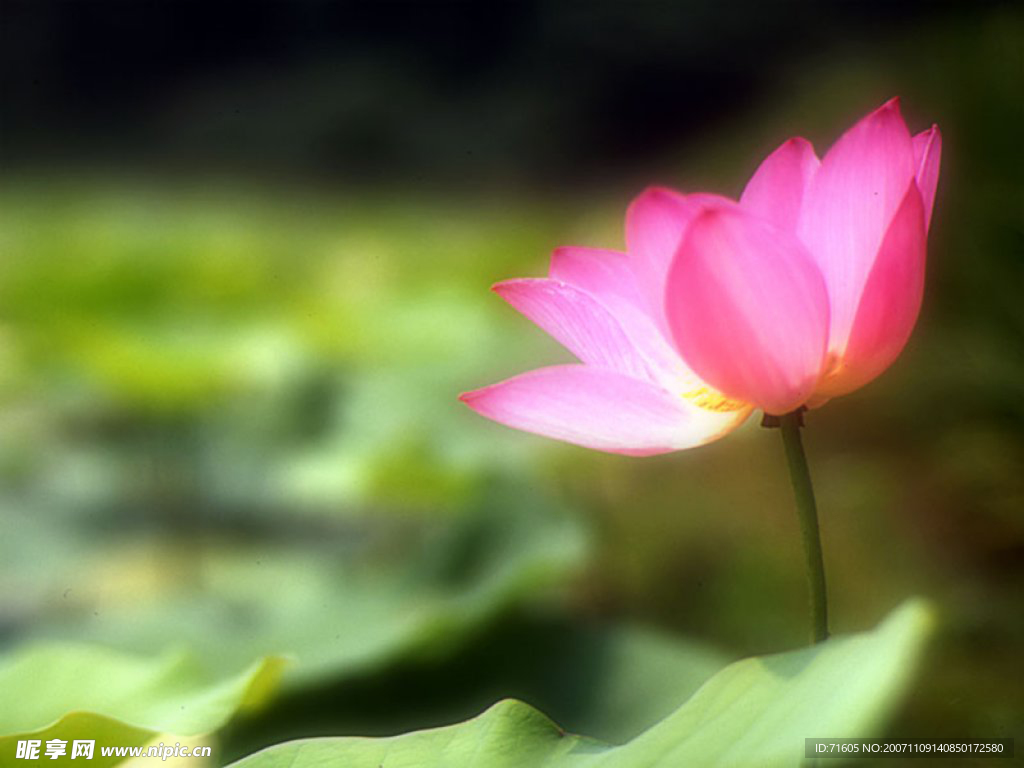 莲花
