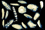 ps分层天之羽
