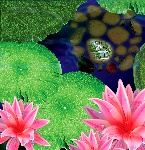 psd荷花(莲花)、水珠分层