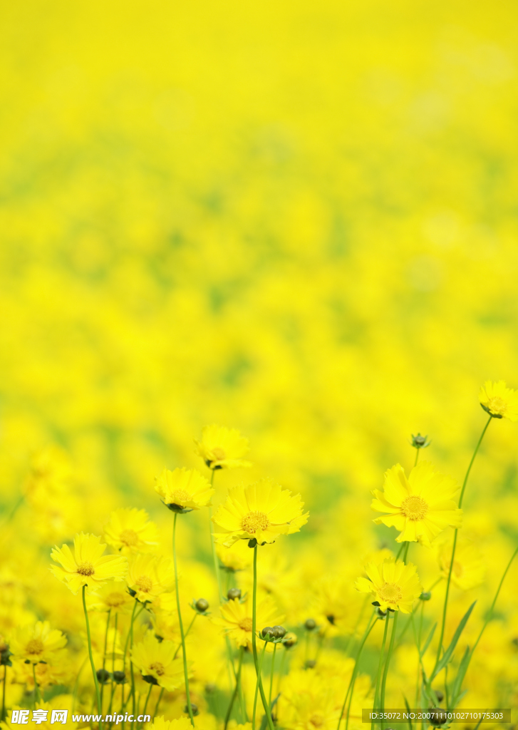 菜花9