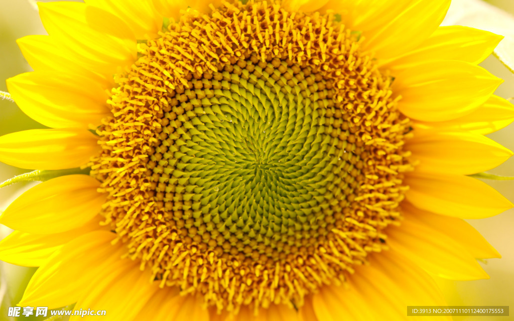葵花
