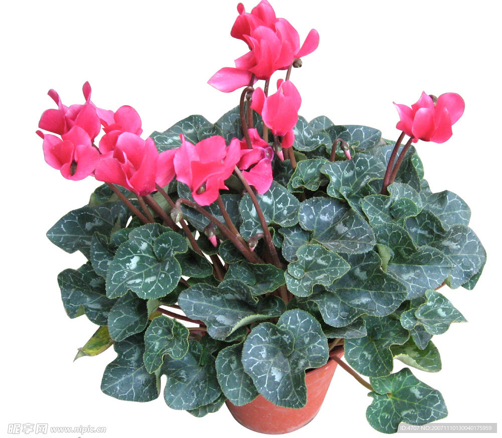 花素材