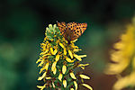 花6