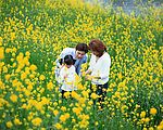 黄花林