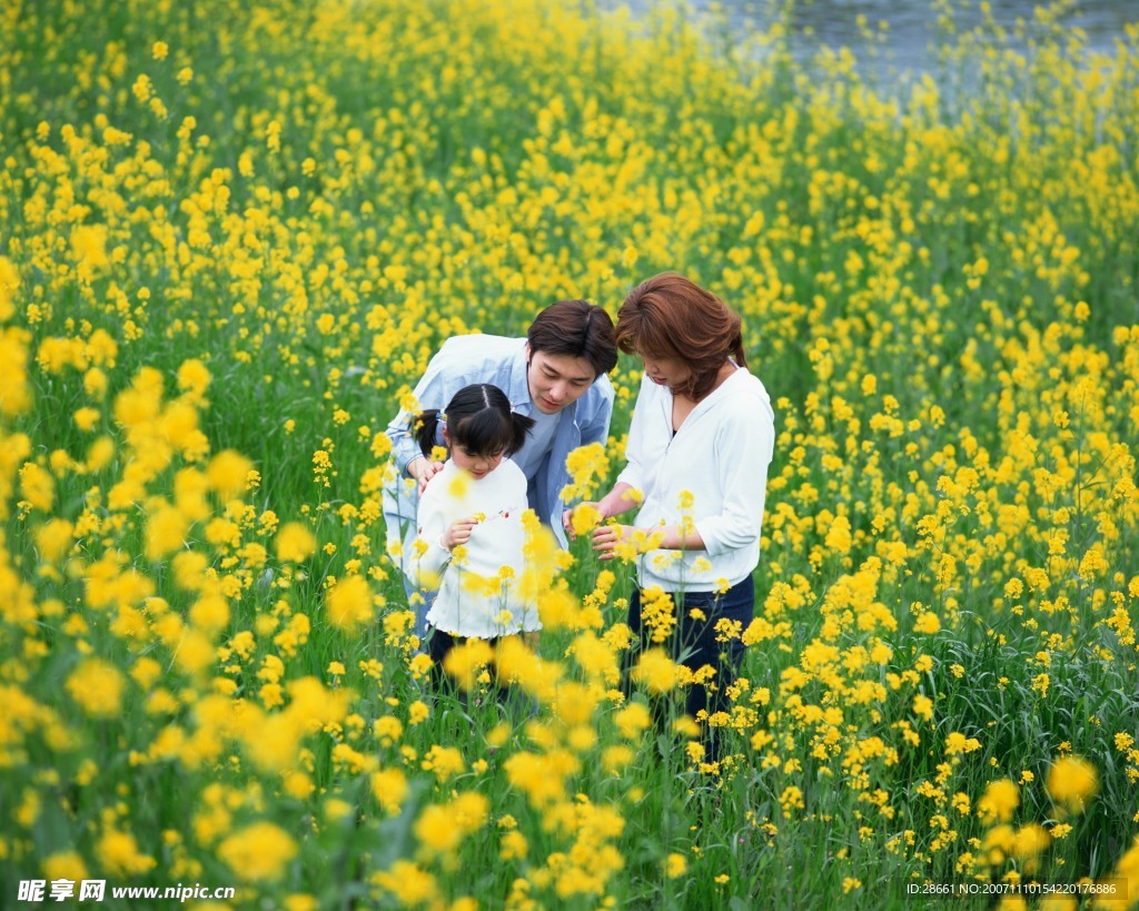 黄花林