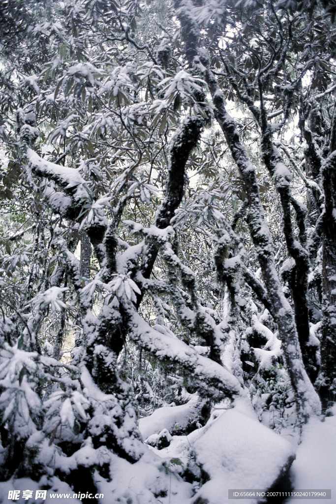 雪景