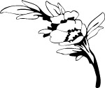 花纹