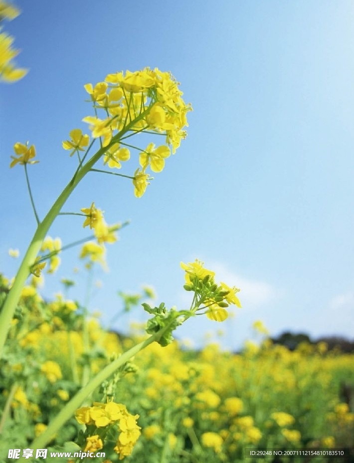 高清数码鲜花