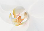鲜花 花蕊