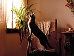 猫咪