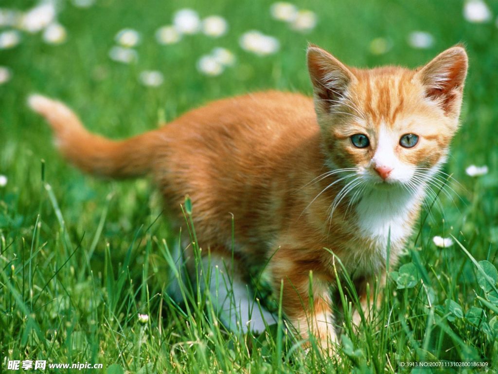 猫咪