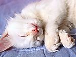 猫咪