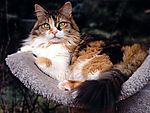猫咪