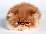 猫咪