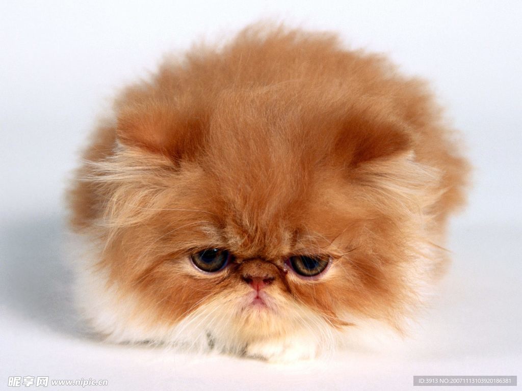 猫咪