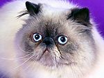 猫咪