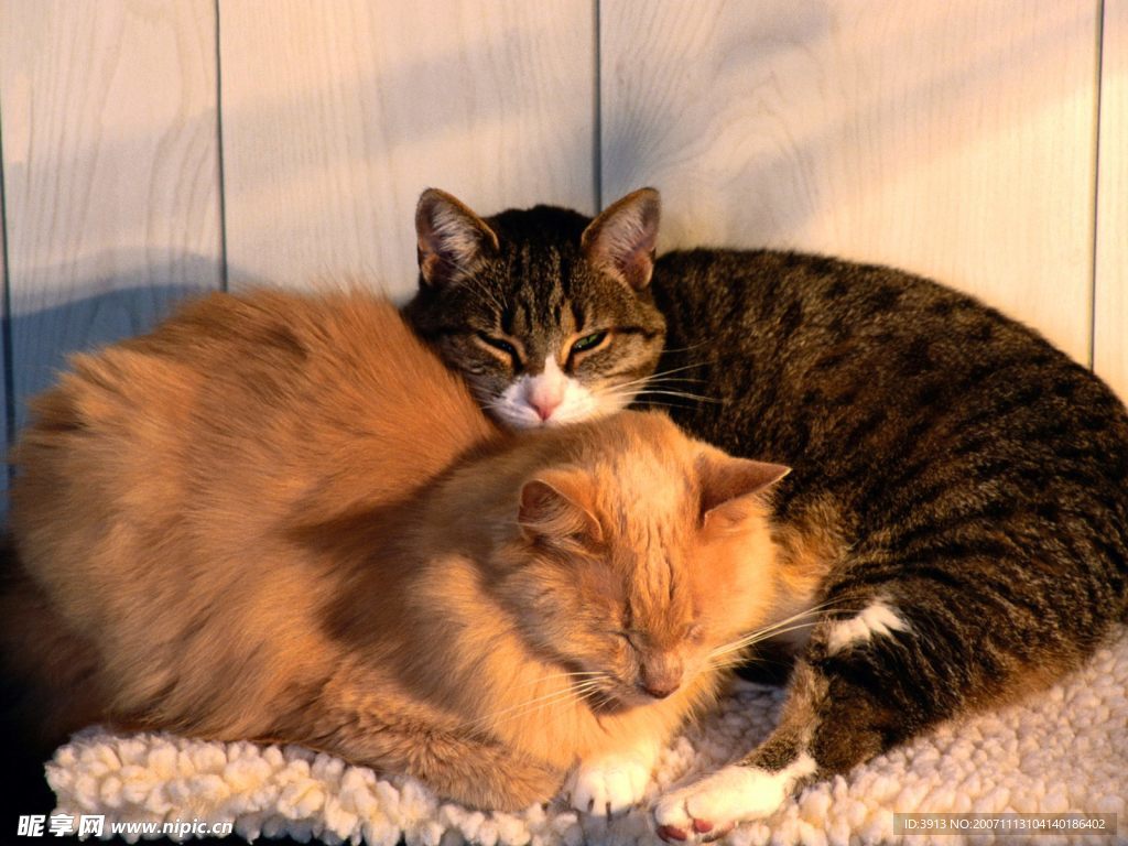 猫咪
