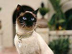猫咪