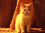 猫咪