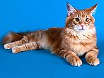 猫咪