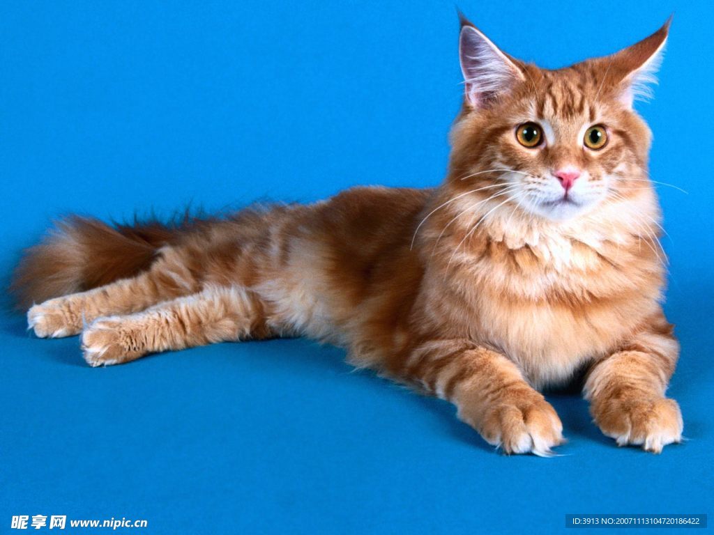 猫咪