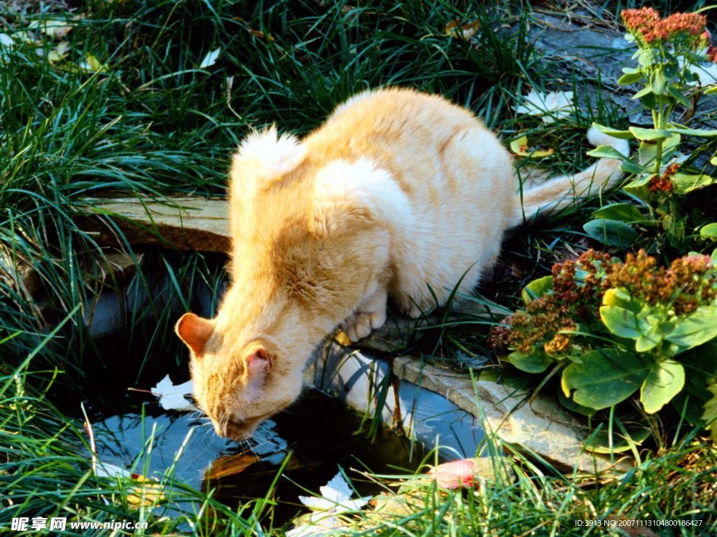 猫咪