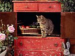 猫咪