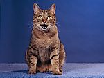 猫咪