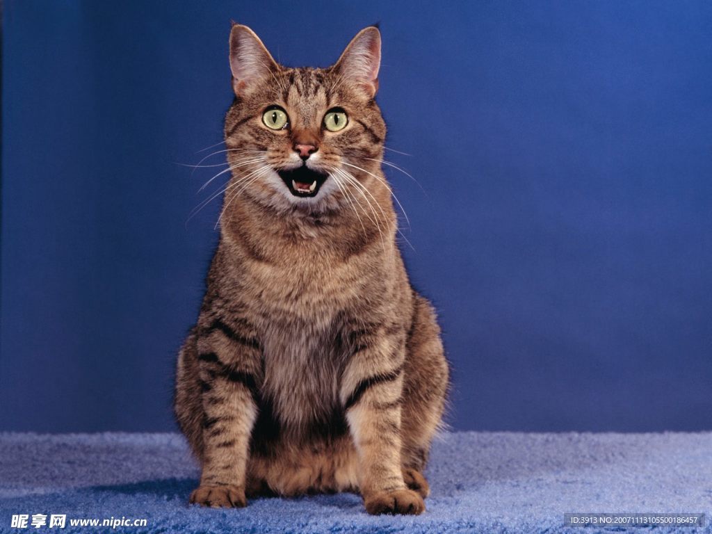 猫咪