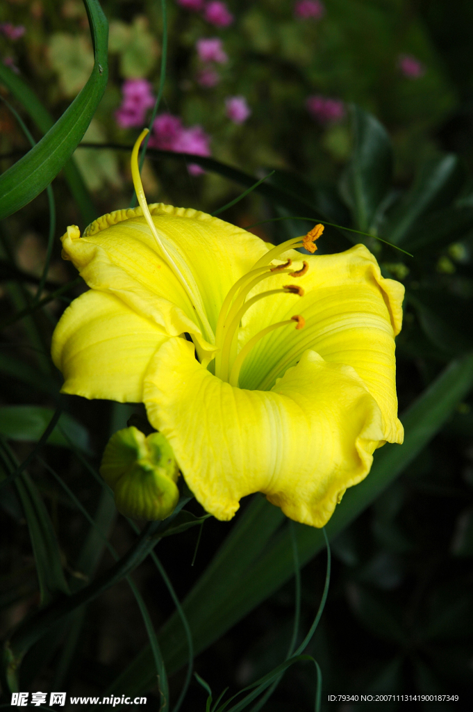 花 黄花