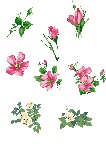 绿叶 花 psd 分层