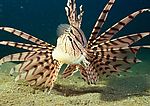 海洋生物