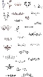 花纹
