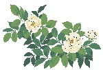 花的 分层