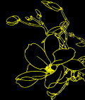 白描花卉-9