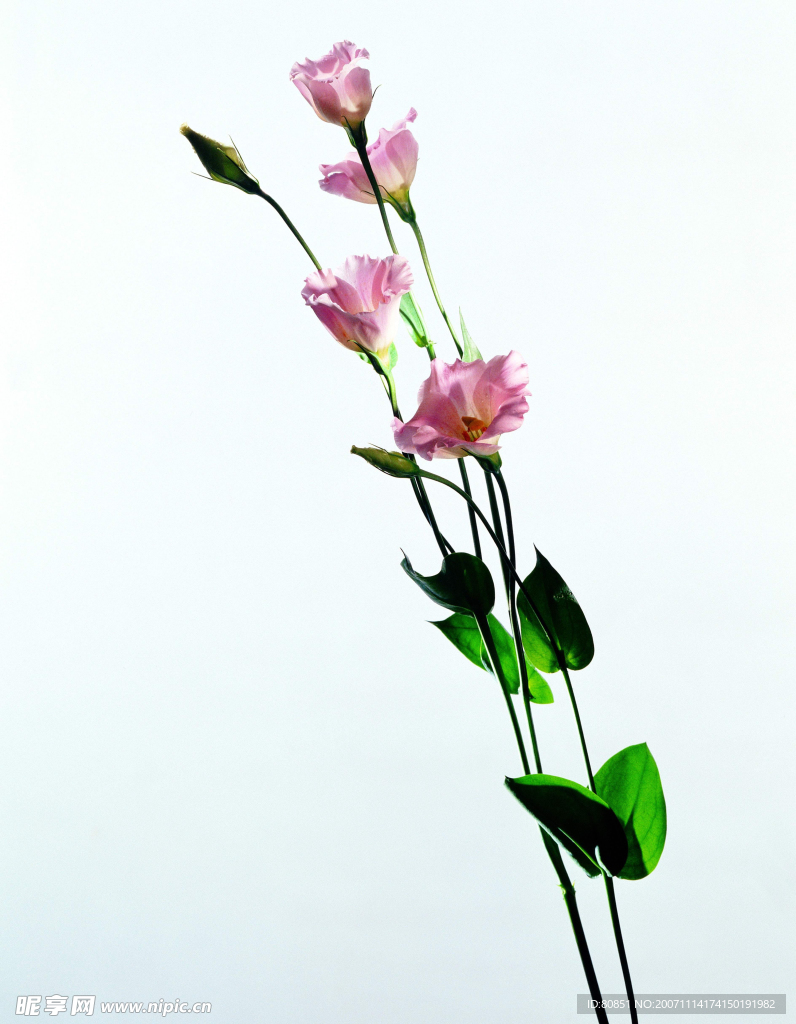 花5M