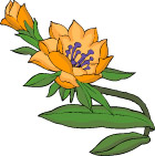 传统花卉31